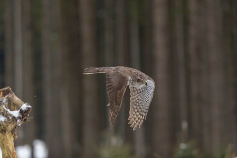 Northern goshawk, Accipiter gentilis, flying through a forest in winter and lands on a dead branch