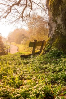 Old wooden bench next to a moss-covered tree on a rural path at sunrise, Dachtel, Aidlingen,