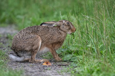 European hare (Lepus europaeus), Emsland, Lower Saxony, Germany