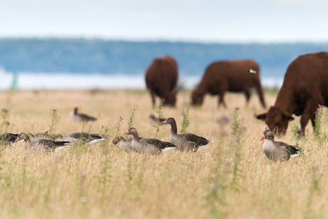 Anser anser, artiodactyla, bos primigenius taurus, cattle, even-toed ungulate, gray goose, grelag