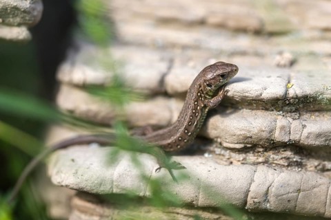 Lacerta agilis, sand lizard, critters, dry-stone wall, lizards, lizard, adolescent, juvenile,