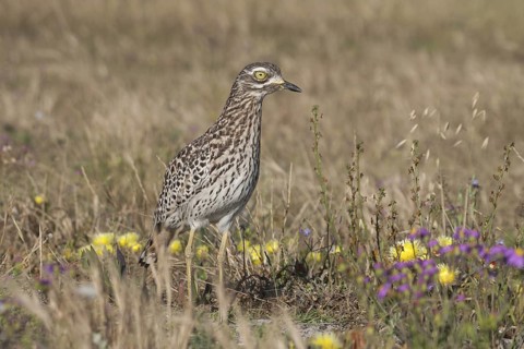 Kaptriel (Burhinus capensis), South Africa