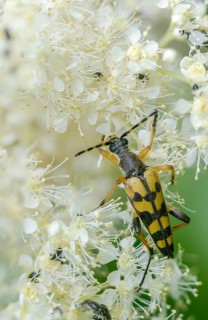 Black and yellow longhorn beetle, cerambycidae, spotted larbock, harlequin longhorn, leptura