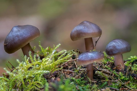 Agaricus butyraceus, buttery collybia, collybia butyracea, oily large turnip, chestnut brown pink