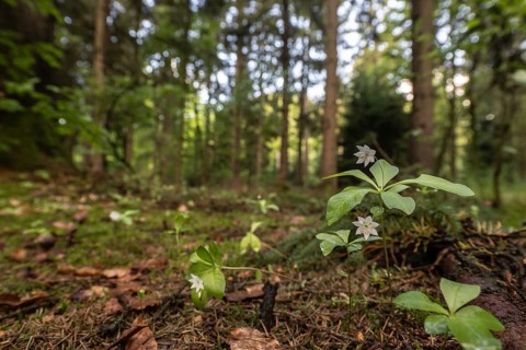 European seven-pointed star (Trientalis europaea), Emsland, Lower Saxony, Germany