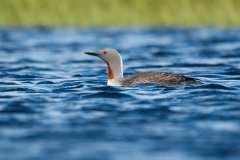 Red-throated Loon (Gavia stellata), Iceland