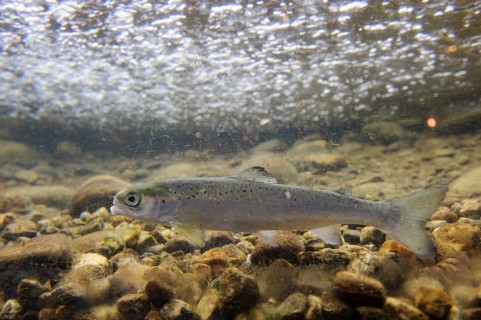 Swimming salmon (Salmo salar) under water, Laerdalsoyri, Norway