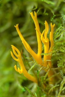 Calocera flammea, calocera viscosa, worsted goatbeard, sticky horn, sticky beauhorn, rooting
