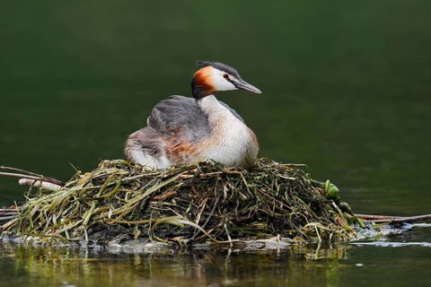 Great Crested Grebe (Podiceps Scalloped ribbonfish) sitting on its nest, North Rhine-Westphalia,