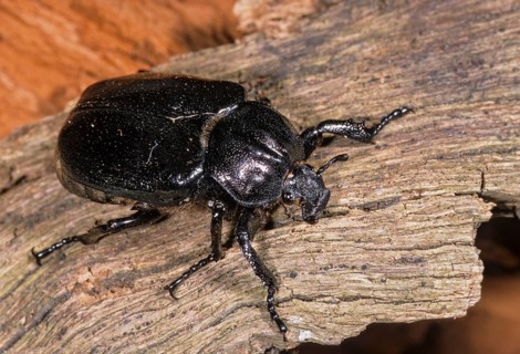 Hermit, Hermit Beetle, Juchten Beetle, Osmoderma Eremita, Beetle, Coleoptera, FFH, Insects, Beetles