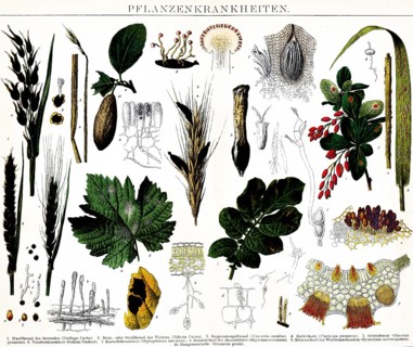 Plant diseases, dust blight of cereals (Ustilago carbo), stone and stink blight of wheat (Tilletia