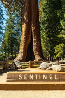 Sentinel, a giant sequoia tree, standing tall in a forest clearing, showing its impressive size and