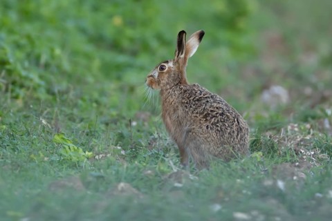 European brown hare (Lepus europaeus) adult animal in a farmland field, England, United Kingdom