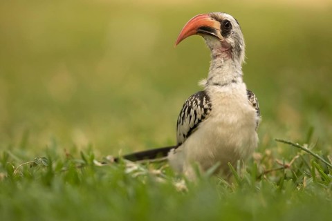 Western Red-billed Hornbill (Tockus kempi), Gambia