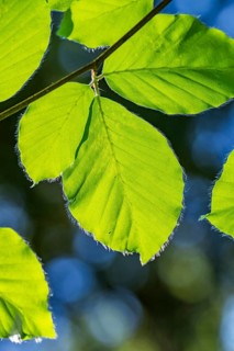 European beech (Fagus sylvatica) leafes against the blue sky in early summer near Regensburg, Upper