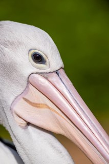 Australian pelican (Pelecanus conspicillatus), close-up, portrait, eye, captive, distribution