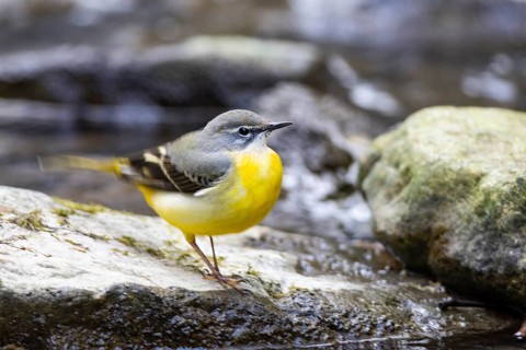 Grey wagtail (Motacilla cinerea) Germany