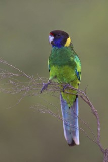 Twenty-eight Parrot (Barnardius zonarius semitorquatus), Western Australia, Australia