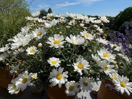 Blossoms of daisies (Leucanthemum), international