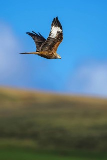 Red Kite, Milvus milvus, bird in flight