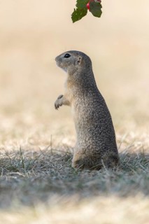 One European ground squirrel (Spermophilus citellus) or European souslik standing erected in dry