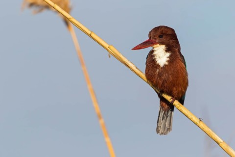 Brown kingfisher, (Halcyon smyrnensis), family of kingfishers, on perch, animals, birds, Israel