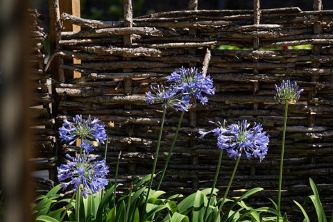 Blue agapanthus (Agapanthus africanus), in front of a wicker fence, Chelsea Physic Garden, historic