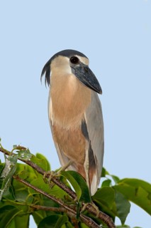 Boat-billed Heron Cochlearius cochlerius San Blas, Nayarit, Mexico 7 June Adult Ardeidae
