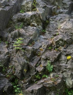 Crassulaceae, thick-leaf family, sedum spec., Vogtland Switzerland, diabase, Elstertal, Felsflur,