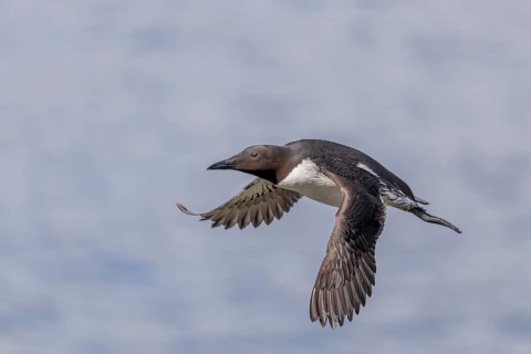Common guillemot (Uria aalge), in flight, Hornoya, Varangerfjord, Norway