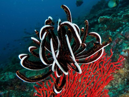 A black-and-white Bennett's hair star (Anneissia bennetti) amidst colourful corals in the sea,