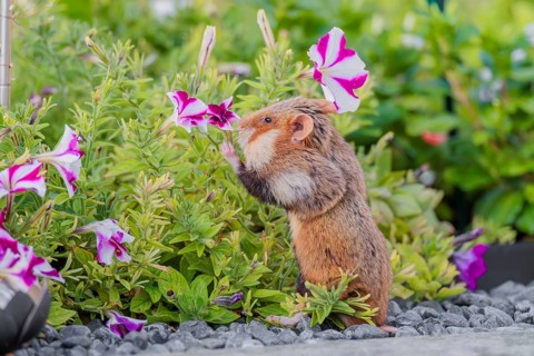 A European hamster (Cricetus cricetus) searches for food on a decorated grave and eats the petals