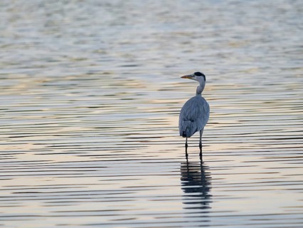 A gray heron stands in a body of water in backlight, North Rhine-Westphalia, Germany
