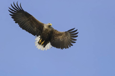 White-tailed Eagle (Haliaeetus albicilla) flying, Nord-Trondelag, Norway