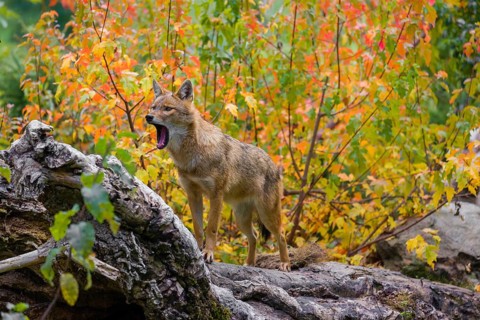 One golden jackal (Canis aureus) stands on a fallen tree trunk. Behind him is a tree in intense