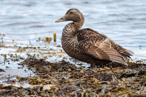 Common Eider (Somateria mollissima), female, Seahouses, United Kingdom