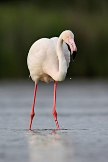 A greater flamingo (Phoenicopterus roseus), standing in the water whilst foraging, Camargue