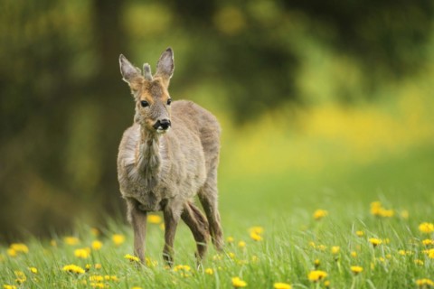 European roe deer (Capreolus capreolus) fawn with a short basal spike in common dandelion