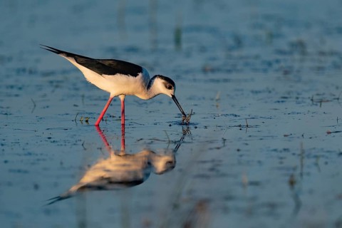 Black-winged Stilt (Himantopus himantopus), reflection, foraging, shallow water, Dümmerniederung,