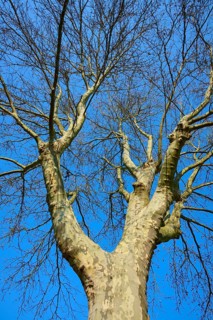 View of a large, deciduous tree against a blue sky in winter, plane tree, Mondfeld, Main,