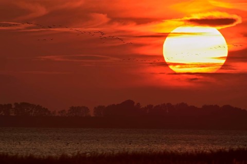 Common Crane (Grus grus) group in flight at sunset, Mecklenburg-Western Pomerania, Germany
