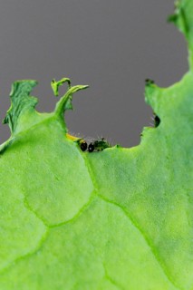 Caterpillars of the cabbage white butterfly, July, Germany