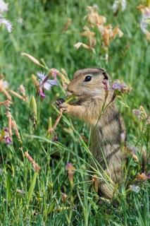 A young European ground squirrel (Spermophilus citellus) eats seats, leaves and flowers in a green