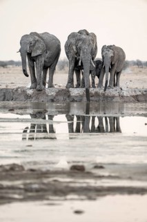 African elephant (Loxodonta africana), group with young animal drinking at waterhole, reflection,