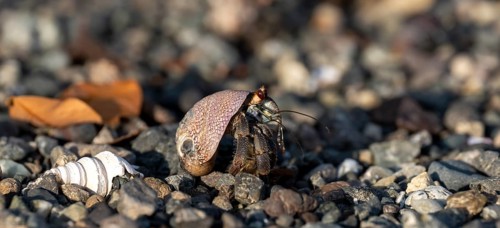 Pacific hermit crab (Coenobita compressus) in gravel Corcovado National Park, Osa Peninsula,