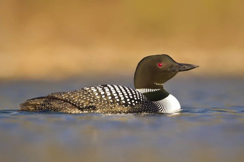 Great Northern Loon (Gavia immer), British Columbia, Canada