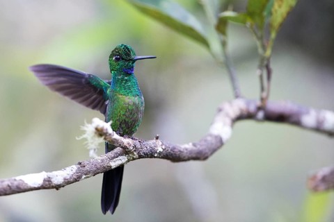 Green-crowned Brilliant (Heliodoxa jacula jacula) male perched on a branch, Antioquia, Colombia