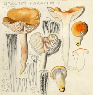 Mushroom, fungi, orange snail, Hygrophorus pudorinus, also known as white fir snail or turpentine