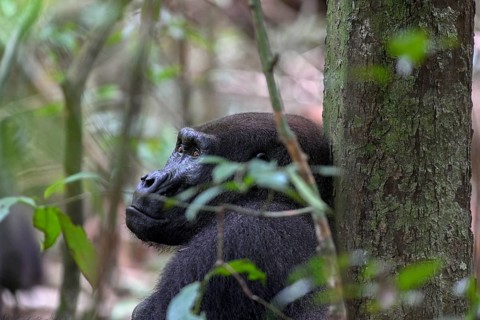 Western lowland gorilla (Gorilla gorilla gorilla), male animal, silverback, Loango National Park,