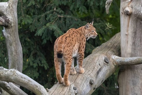 One Eurasian lynx, (Lynx lynx), walking up on a fallen tree. View from behind with green vegetation